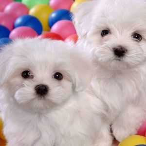 Meet your Posher, Chloe